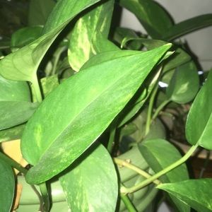 Meet your Posher, Mic